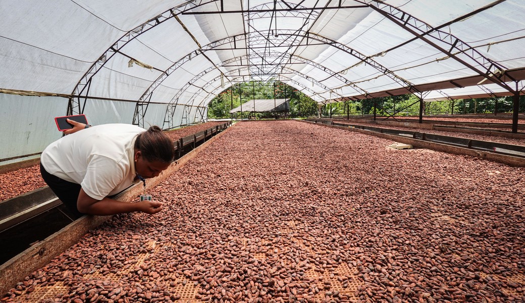 Cocoa drying shed at origin