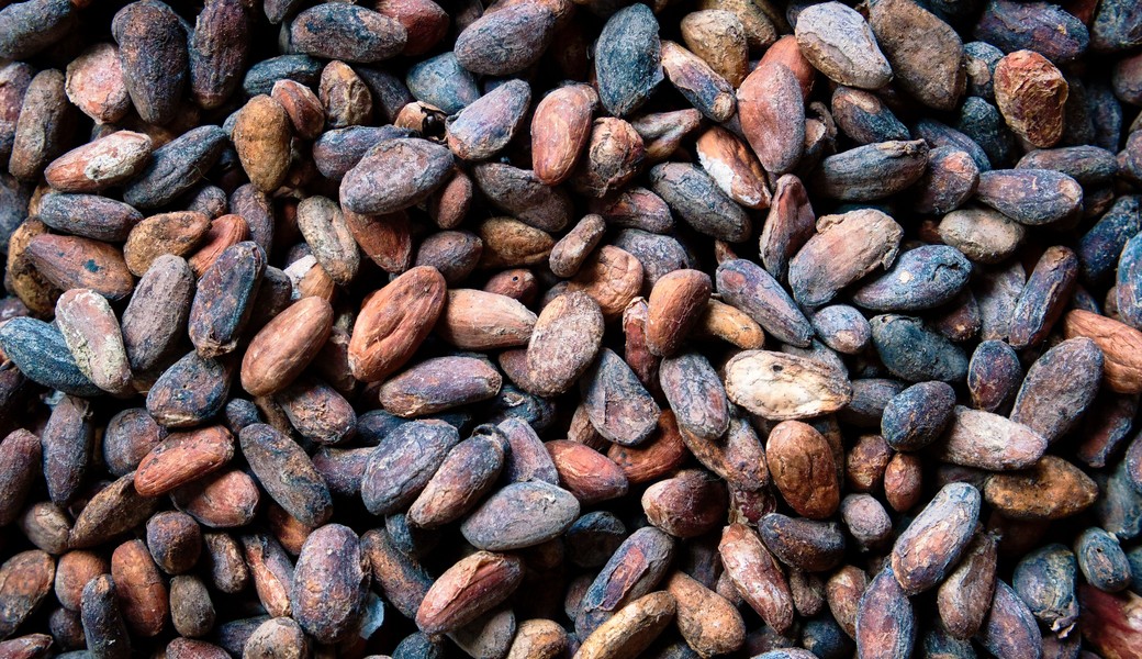 Cocoa beans and powder