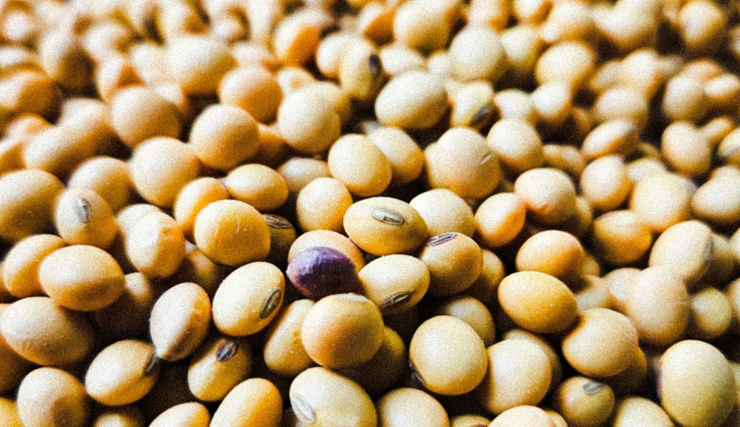 Soybean, a feed raw material