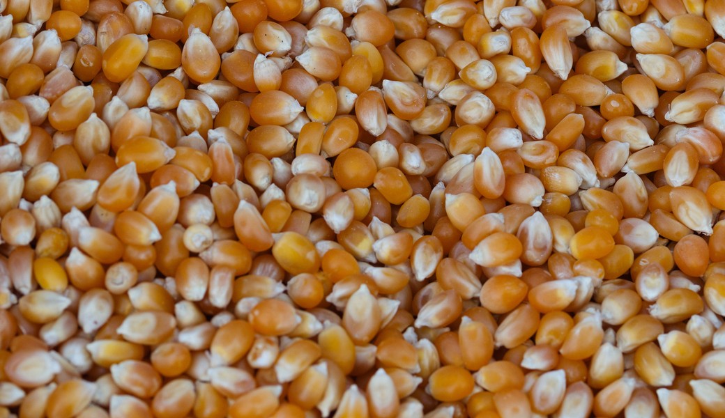 Maize, a feed raw material